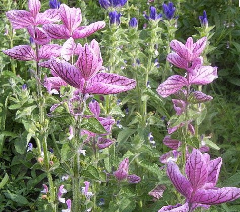 Painted Sage Salvia viridis seed