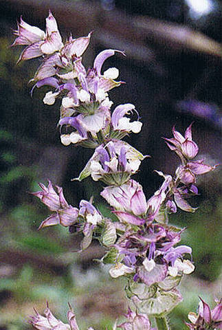 Clary Sage Salvia sclarea