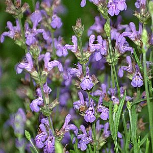 Spanish Sage Salvia lavandulifolia