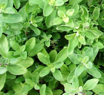 Origanum majorana Marjoram 