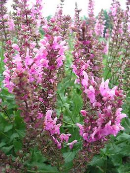 Salvia Queen Rose sage