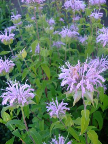 Wild Bergamot Monarda fistulosa