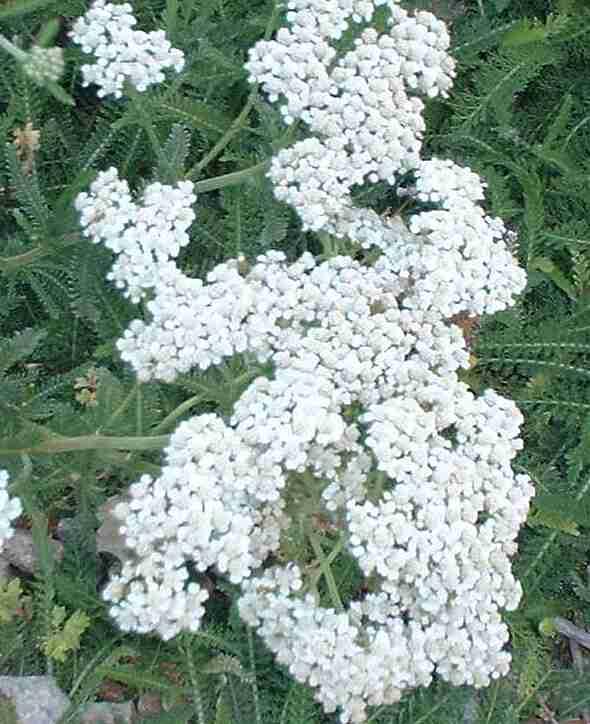White Yarrow Achillea millefolium