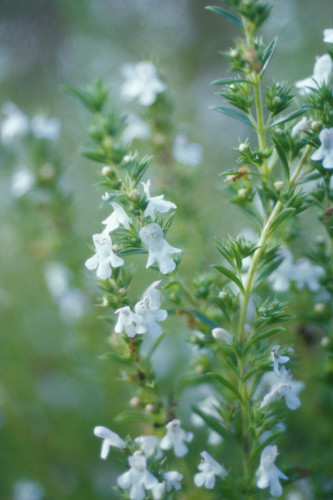 Summer Savory  Satureja hortensis