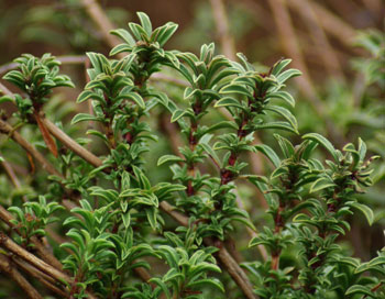 Winter Savory Satureja montana