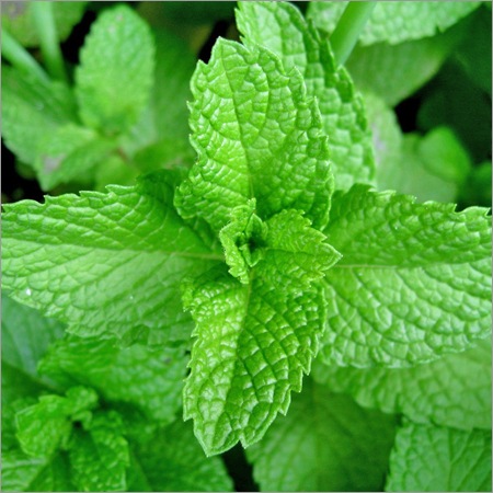 Menthol Mint Mentha spicata