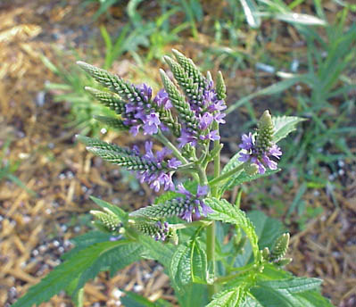 Verbena hastata Blue Vervain 