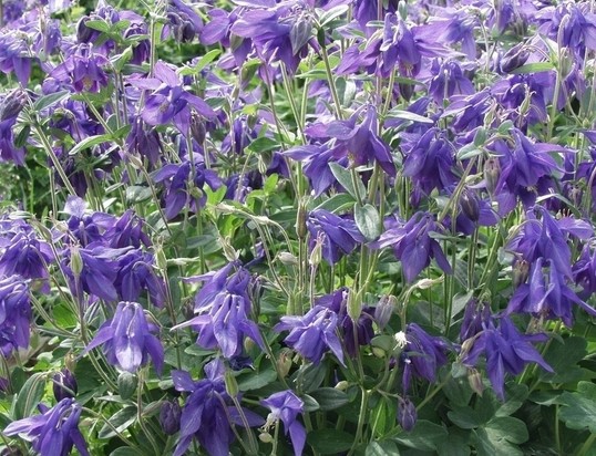 Aquilegia vulgaris seed