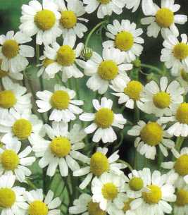 German Chamomile Matricaria recutita