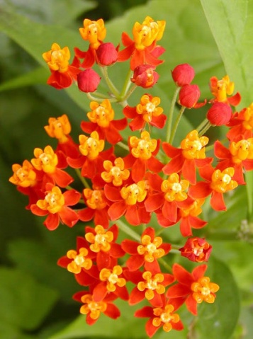 Asclepias curassavica seed