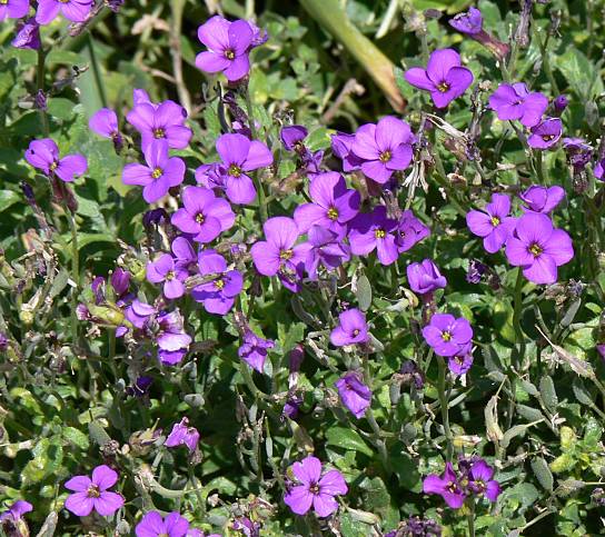 Aubrieta cultorum