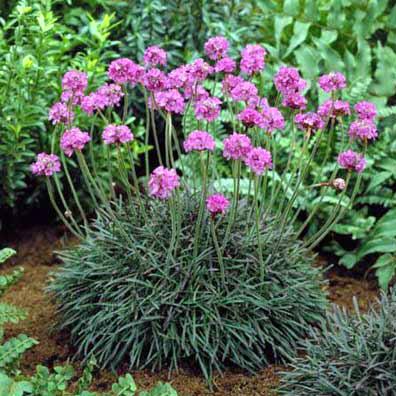 ARMERIA MARITIMA seed