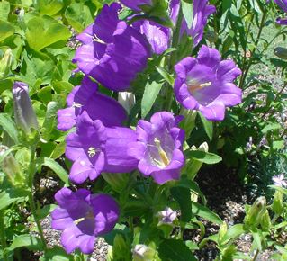 Campanula seed Bell flower