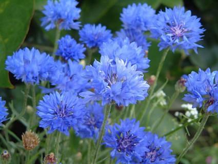 Centaurea cyanus Cornflower 