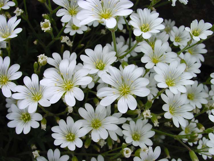 CERASTIUM seed