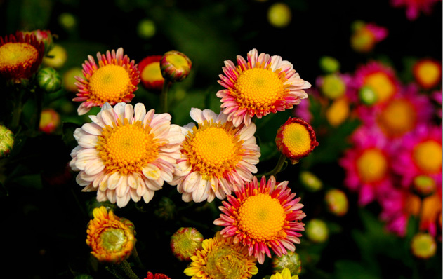 Chrysanthemum dwarf