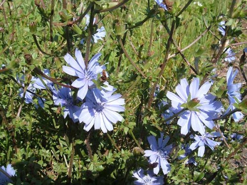 Cichorium intybus Chicory