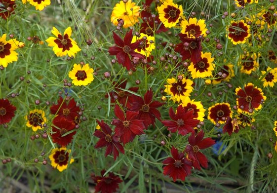 Coreopsis tinctoria seed