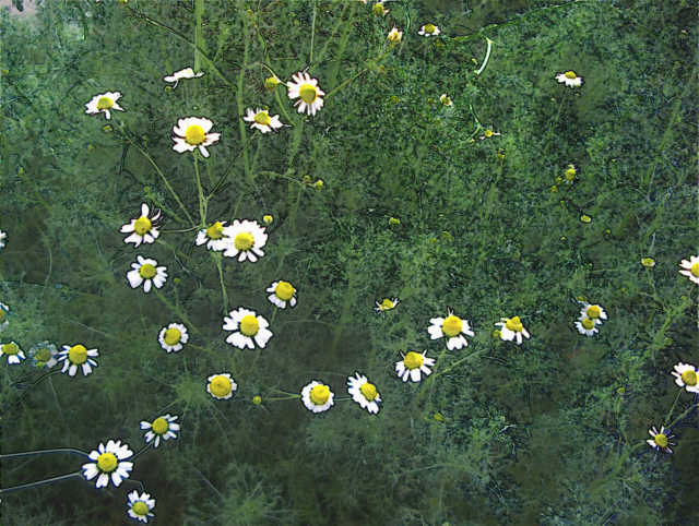 Roman Chamomile Chamaemelum nobile