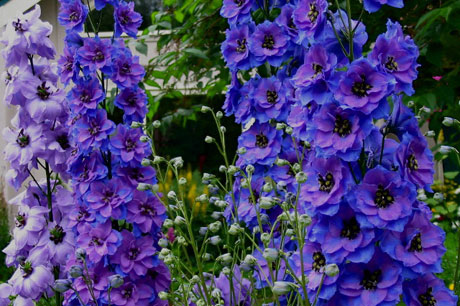 Delphinium 