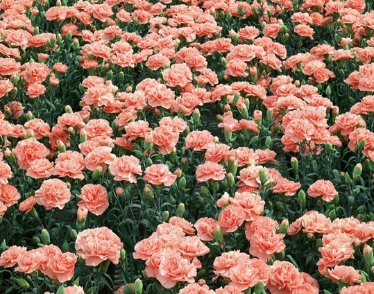 Carnations Dianthus caryophyllus 