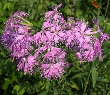 Dianthus hybrida 'Rainbow Loveliness'