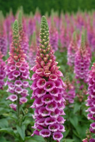 Purple Foxglove Digitalis purpurea