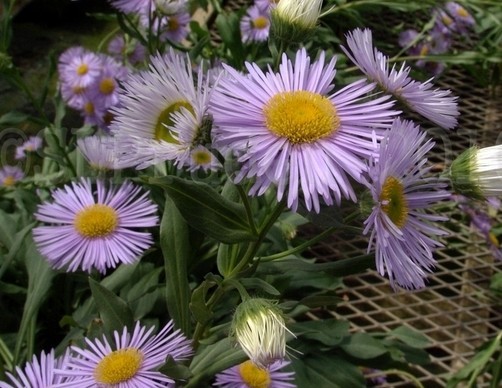 Erigeron Speciosus Oregon Fleabane