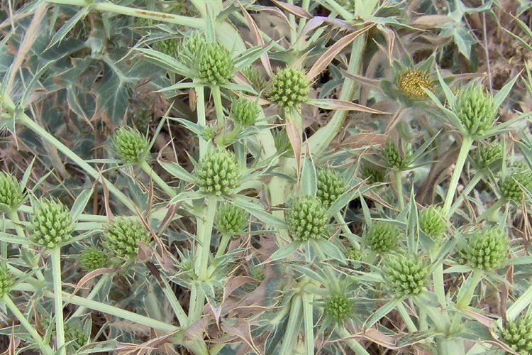 Seaholly Eryngium campestre 