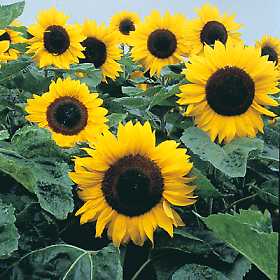 Helianthus annuus Sunflower 