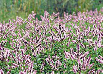 Spearmint Mentha spicata