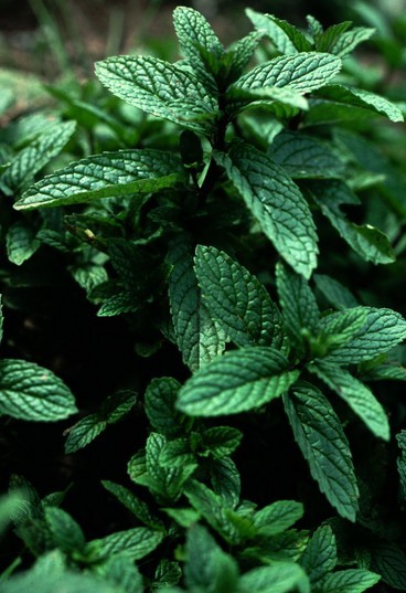 Peppermint Mentha x piperita piperita