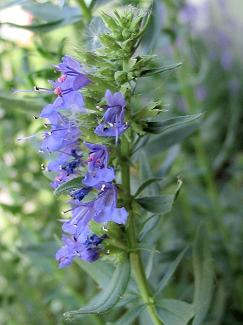 Hyssop Hyssopus officinalis