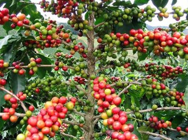 Coffee Coffea arabica Aromatic seeds