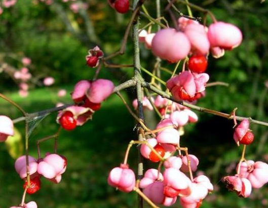 Euonymus bungeanus tree seed