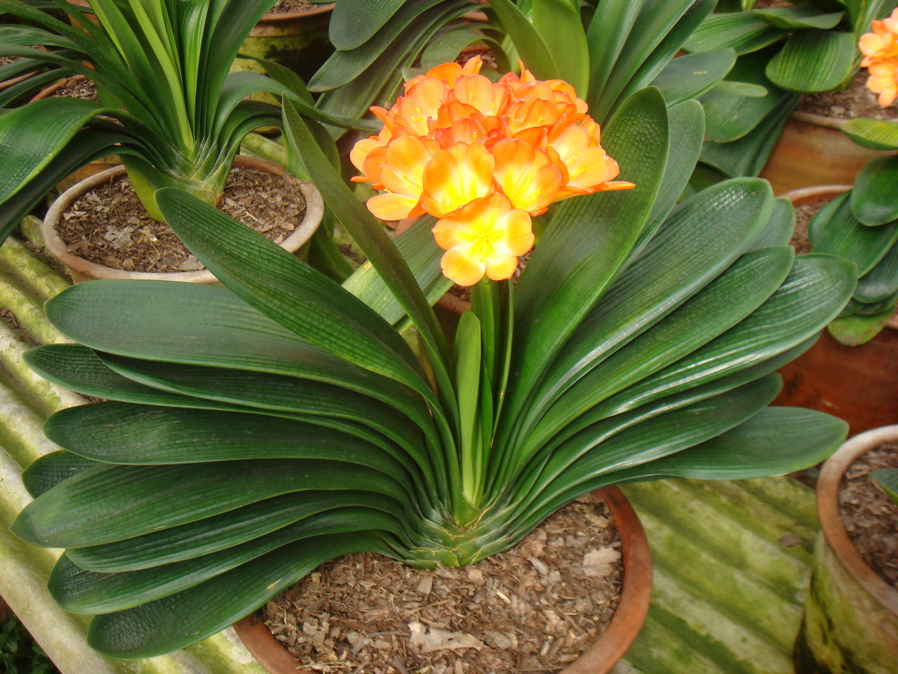 Clivia seed