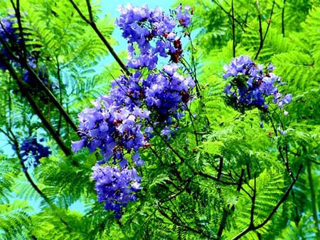 Jacaranda Mimosifolia seed Blue Tree blazing 