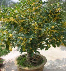 Osmanthus fragrans Sweet Olive seed