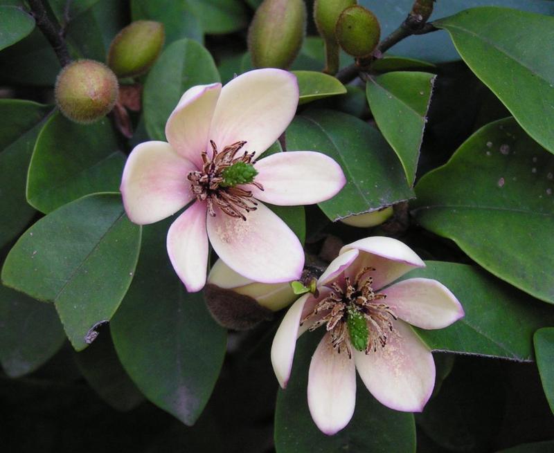 sweet Fragrant Michelia figo seed Banana Shrub