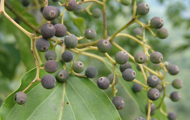 Swida wilsoniana tree seed