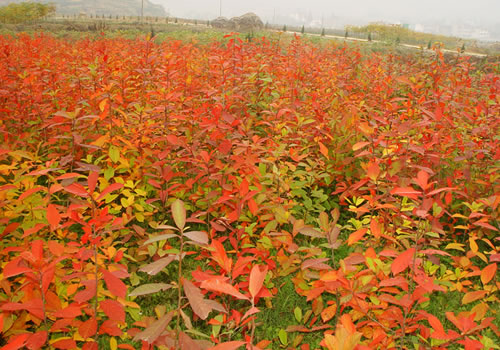 Nyssa sylvatica Black Tupelo Black Gum Seed  Brilliant Autumn Colour