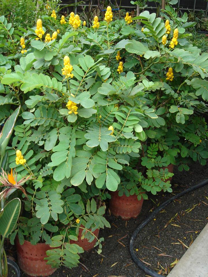 Cassia siamea Popcorn Tree seed  Senna siamea Kassod Tree