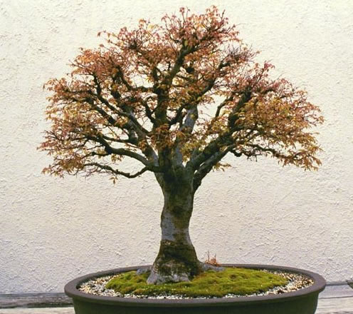 Japanese Elm Bonsai seed Zelkova serrata