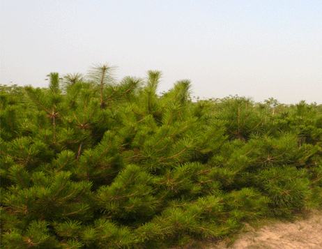 Pinus tabulaeformis PINE TREE Seeds 