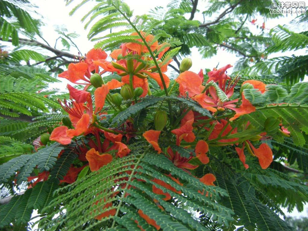  Royal Poinciana Delonix Regia tree seeds