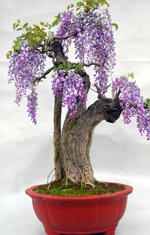 Wisteria sinensis Potted plants seed Chinese wisteria vine