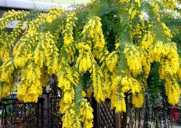 Golden Chain tree seed Laburnum Anagyroides hardy tropical