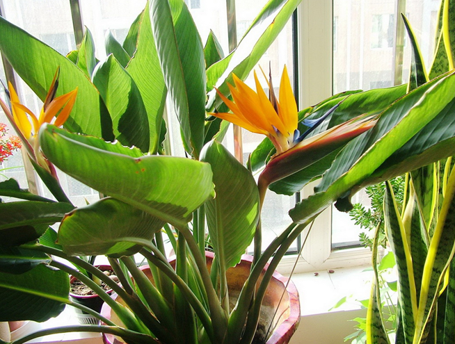 Strelitzia Reginae seed Bird of Paradise