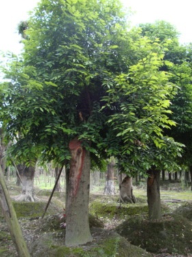 Cinnamomum camphora CAMPHOR tree Seeds