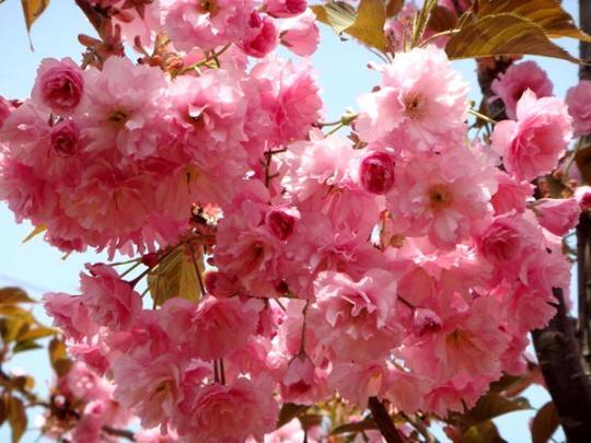 Japanese Flowering Cherry Tree Seeds Prunus serrulata